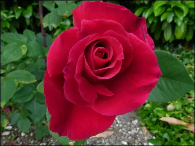 Comment se nomme cette rose ?