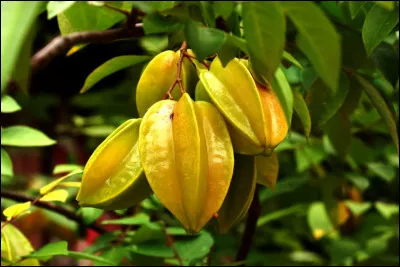 Car comme carambole : quel est l'autre nom de ce fruit exotique ?