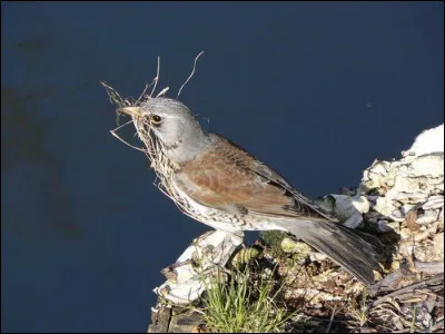 L'oiseau et le voleur volent, mais l'oiseau fait son nid ...