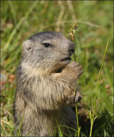 Marmotte : quel est le nom de son bébé ?