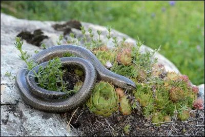 De quelle famille fait partie ce reptile ?