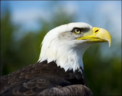 Quel est cet animal ?