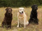 Test Quelle race de chien es-tu ?