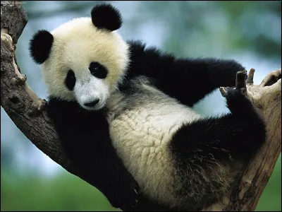 C'est parti... De quelle famille fait partie le panda ?