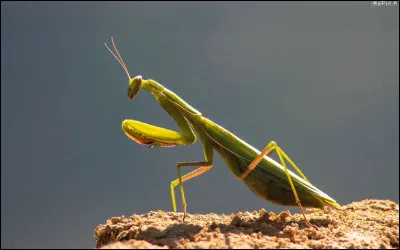 Quel repas préférerais-tu si tu étais un animal ?