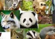 Test Quel animal te reprsente ?