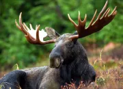 Quiz Les animaux du Qubec partie facile