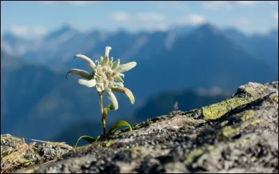 Comment appelle-t-on cette fleur ?