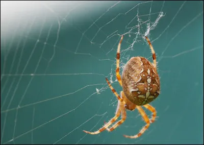 Laquelle de ces araignées tisse une toile ?