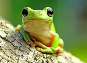 Quiz Les amphibiens