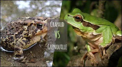 Qu'est-ce qui différencie le crapaud de la grenouille ?