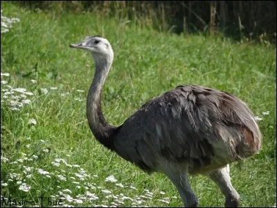 Quel est cet oiseau ?