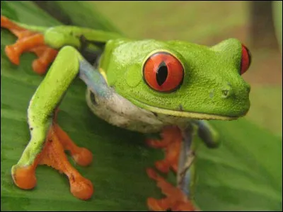 Quel est cet amphibien ?