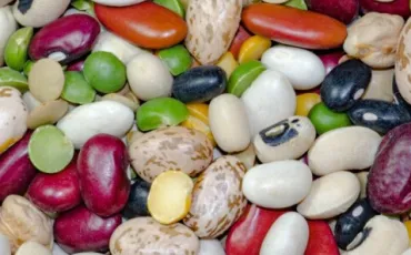 Quiz Legumes