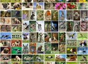 Quiz Es-tu un vrai fan des animaux ?