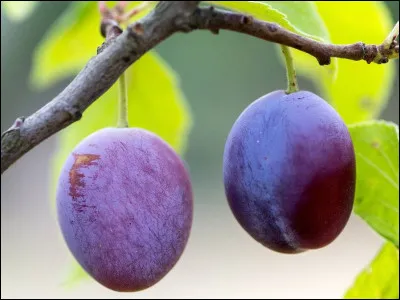 Lequel de ces noms désigne une variété de prune ?