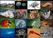 Quiz Quel est cet animal ? (1)