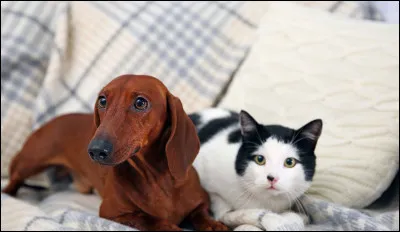 Coche les bonnes réponses ! Le chat est un...