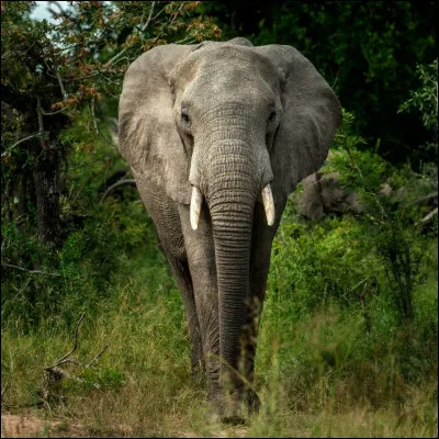 Les éléphants ont peur des souris.