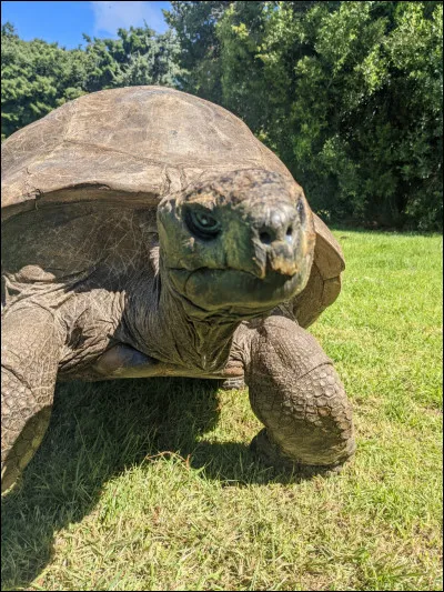 Quel âge a Jonathan, la plus vieille tortue du monde ?