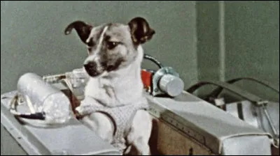 Cette chienne est le premier animal à être allé dans lespace.