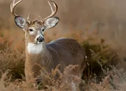 Test Quel animal du Qubec es-tu ?