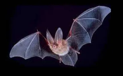 En quelle année une chauve-souris a-t-elle voyagé dans l'espace ?