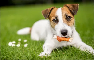 Quelle est cette race de chien ?