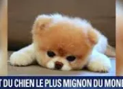 Quiz Connais-tu les chiens ?