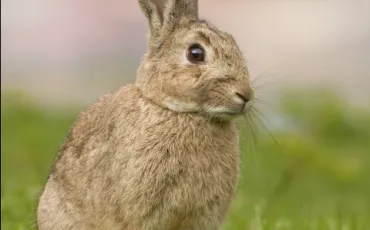 Quiz Animaux