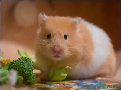 Quel est ce petit rongeur, animal de compagnie, doux et attachant, adoré des enfants ?