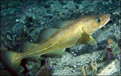 Quel est ce poisson ?