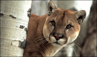 Le puma est appelé...