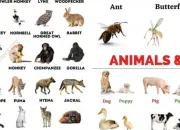 Test Quel animal te correspond ?