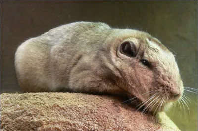 Quel est ce petit rongeur d'Afrique du Nord qui vit dans les milieux rocheux ?