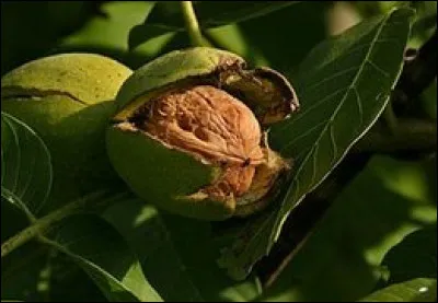 Comment se nomme ce fruit à coque ?