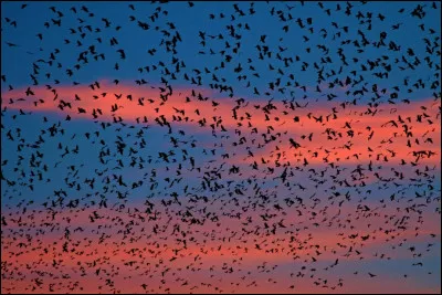 Comment dit-on oiseau en Vieux Norrois ?