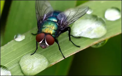 En Vieux Norrois, mouche se dit...