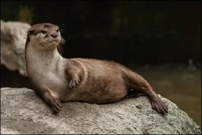 En Vieux Norrois, loutre se dit...