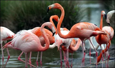 On remarque en Camargue la disparition des flamants roses : ils deviennent tous blancs. Pourquoi ?