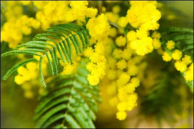 Quelle est la particularité du mimosa pudique ?