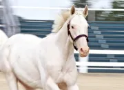 Quiz Connais-tu le meilleur animal du monde ? (cheval)