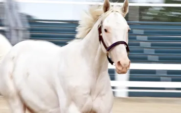 Quiz Chevaux