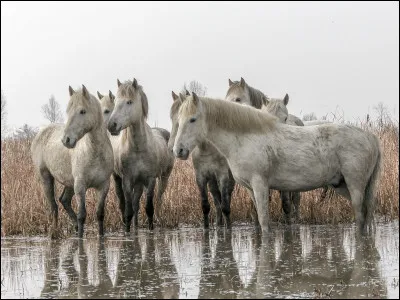 Que ne doivent pas manger les chevaux ?