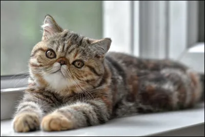 LExotic Shorthair, race de Garfield, a un museau tout plat et le nez trop haut. Quel problème cela lui pose-t-il ?