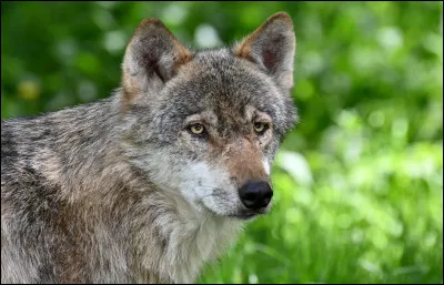 "Marcher à pas de loup" veut dire :