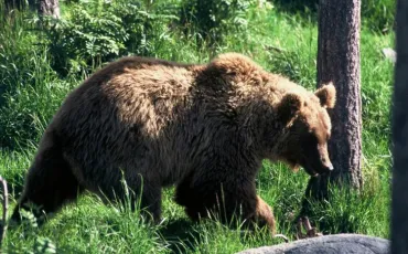 Quiz Animaux