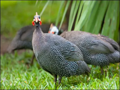 Ce département, le 26, est connu pour ses pintades, ces adorables oiseaux.