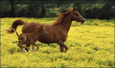 À quelle époque les courses de chevaux sont-elles à la mode ?