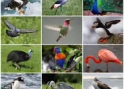 Quiz Les oiseaux